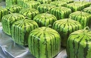 square-watermelons